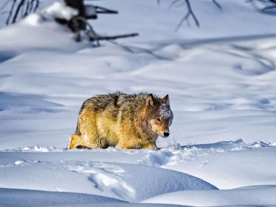 Winter Grand Teton & Yellowstone - 7 days - On The Go Tours - USA - Image 2