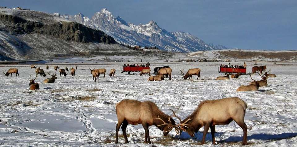 Winter Grand Teton & Yellowstone - 7 days - On The Go Tours - USA - Image 4