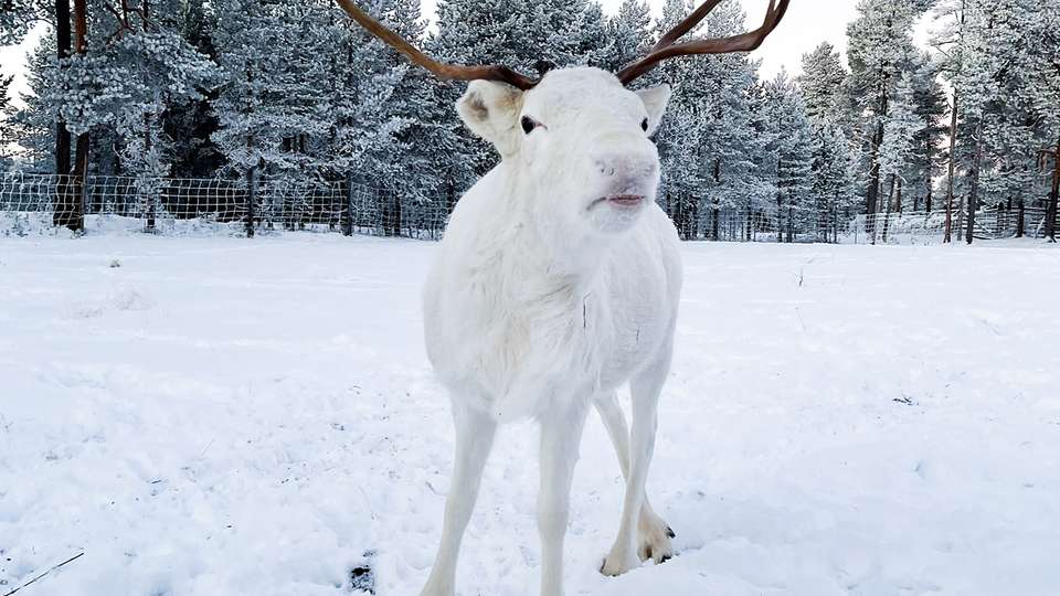 Winter Nordic Discovery - undefined - Image 5