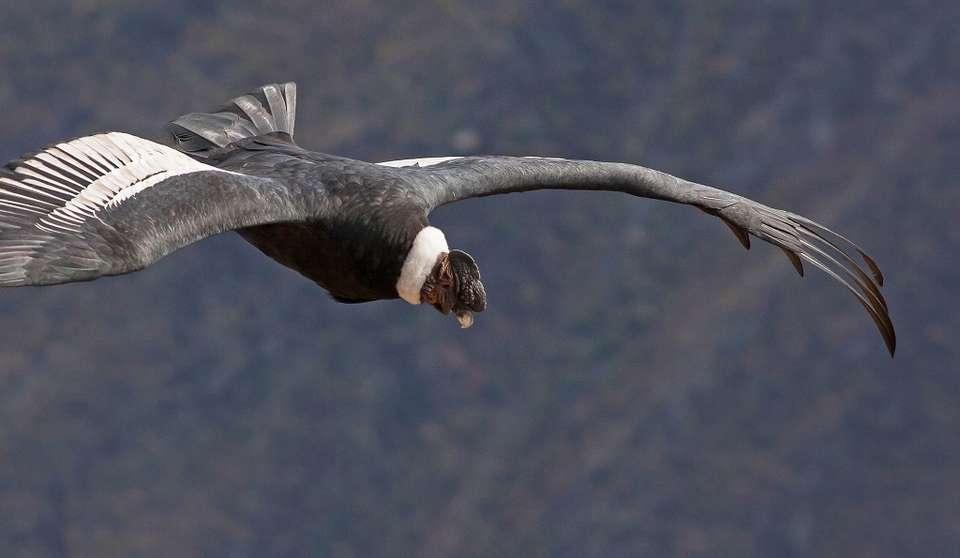 Wonderful Peruvian South - Destination Services - Peru - Image 5