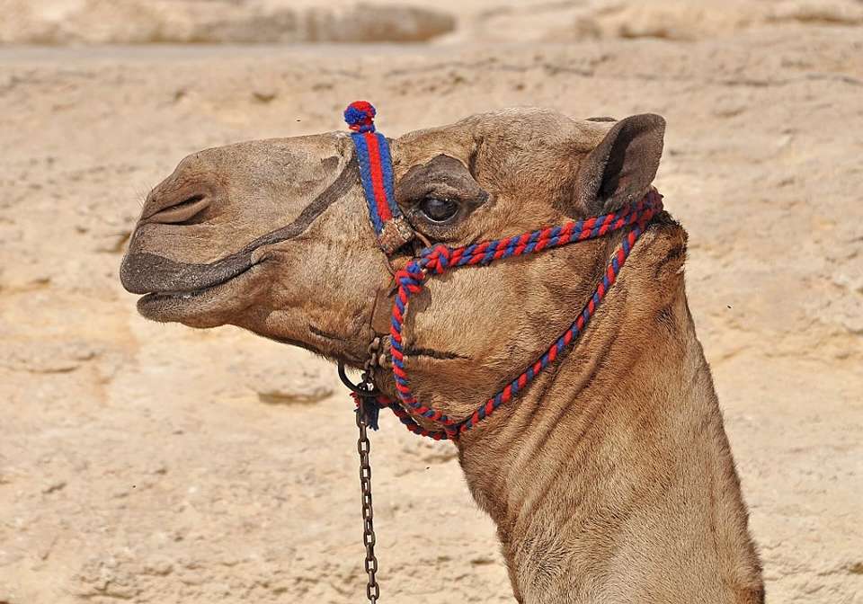 Wonders of Dubai Abu Dhabi and Istanbul - Indus Travels - UAE - Image 6