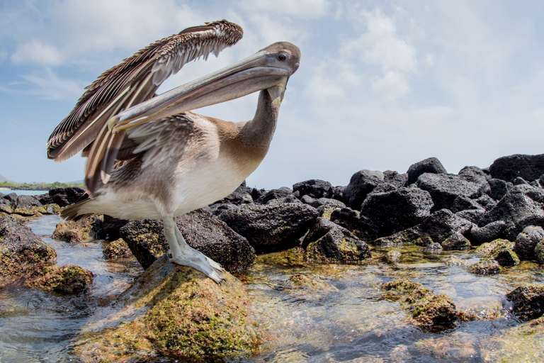 Wonders of Ecuador: Galapagos Discovery 5D/4N trip - alternative tour available
