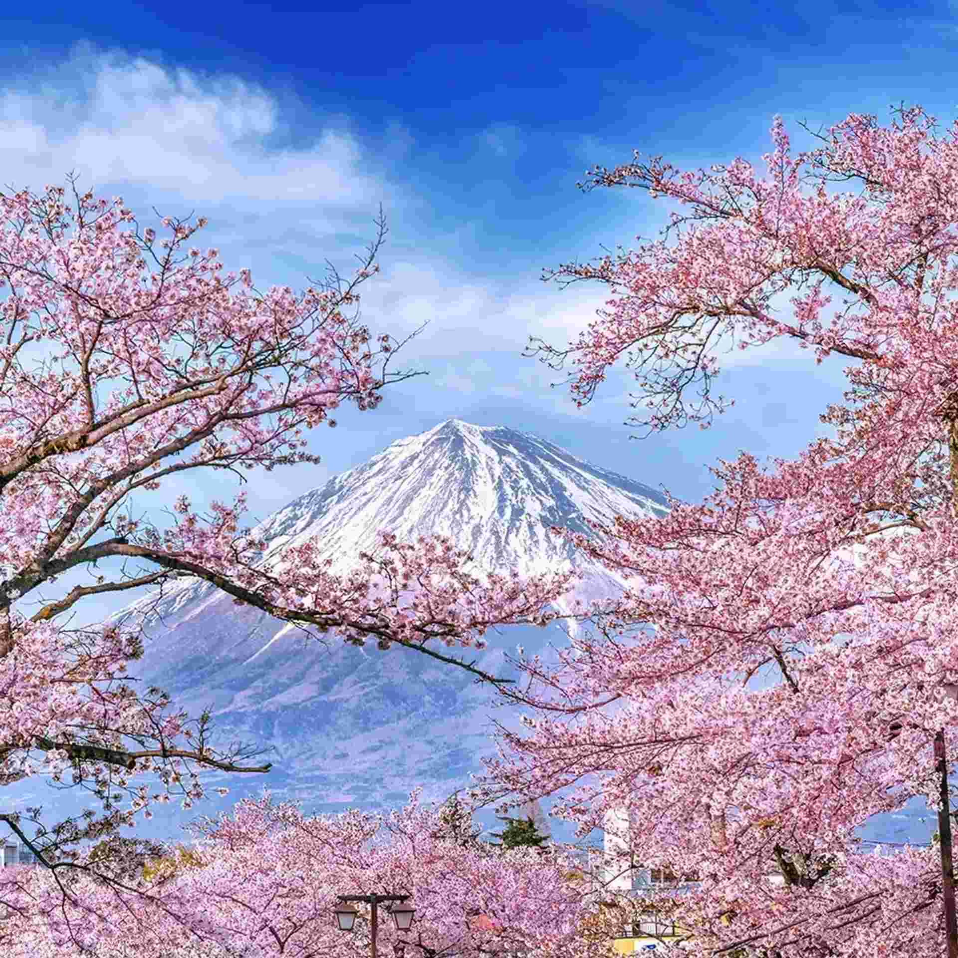 Wonders of Japan - Small Group