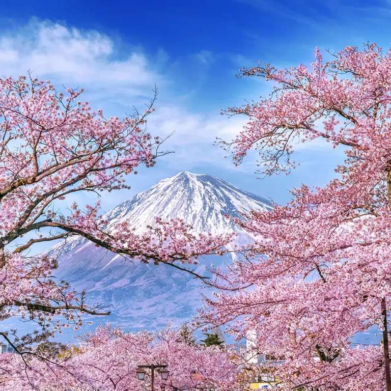 Japan Family Tour Packages: Wonders of Japan - Small Group