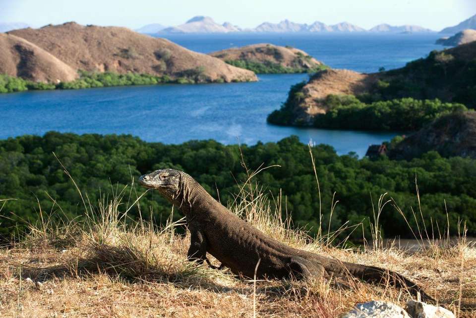 World’s Natural Wonders: Java, Bali, Flores And Komodo, Private Tour - Destination Services - Indonesia - Image 5