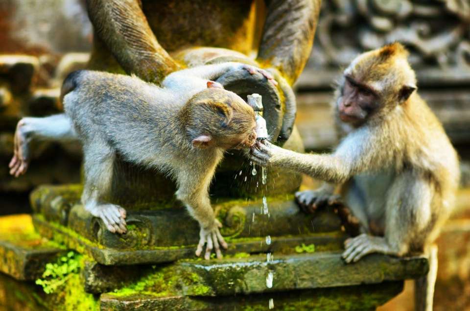 World’s Natural Wonders: Java, Bali, Flores And Komodo, Private Tour - Destination Services - Indonesia - Image 8