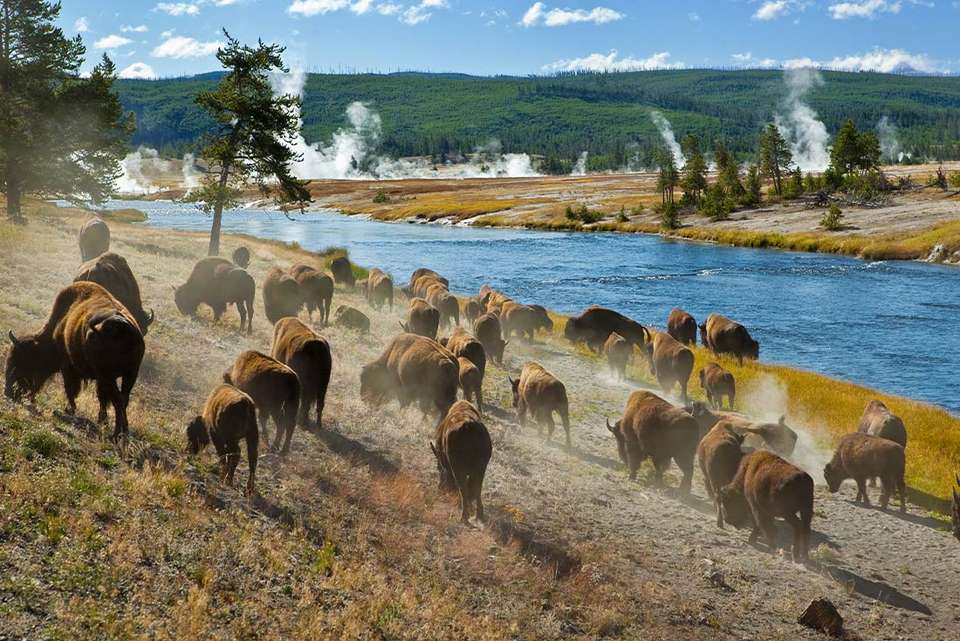 Yellowstone and Grand Tetons Adventure - Intrepid Travel - USA - Image 3