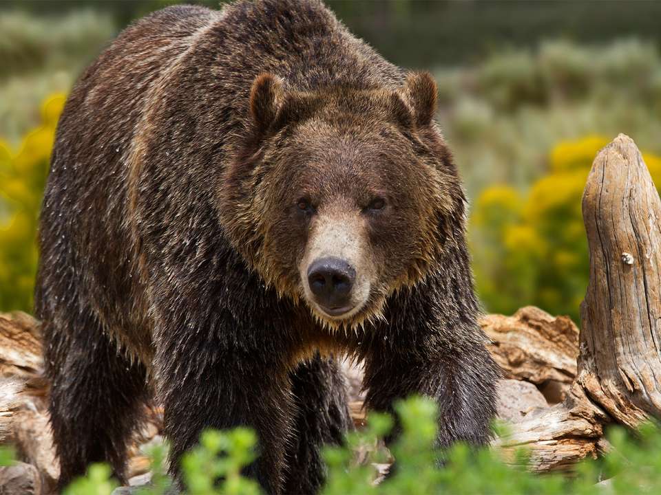 Yellowstone, Grand Teton & Rocky Mountains - 9 days - On The Go Tours - USA - Image 6