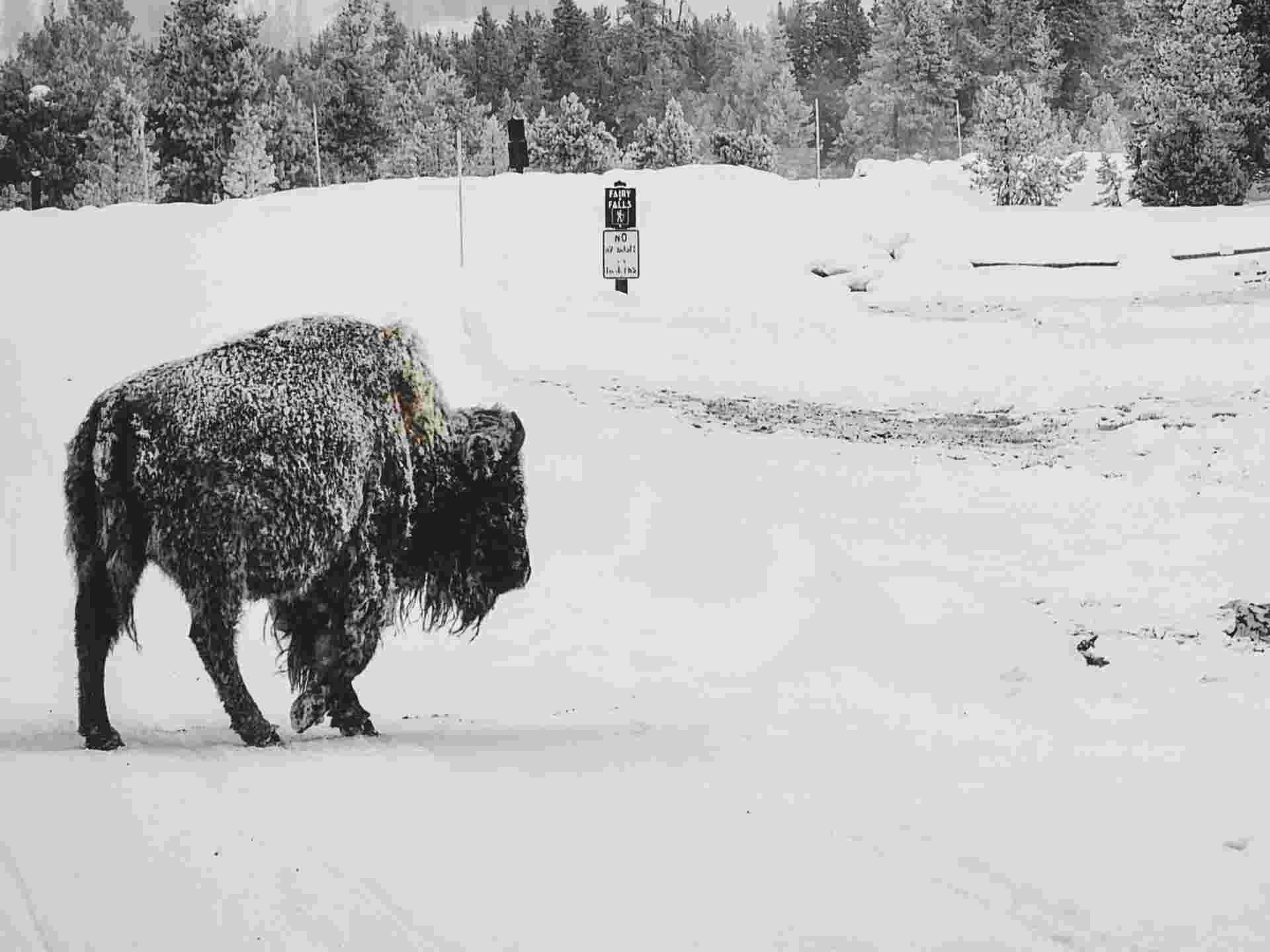 Yellowstone in Winter - 6 days 