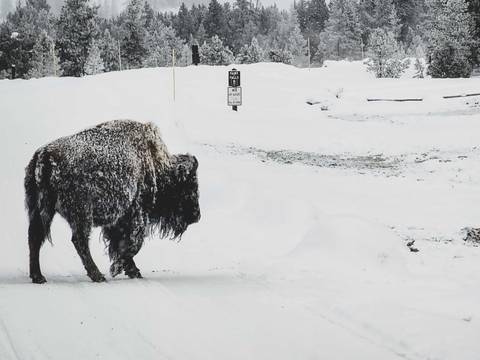 Explorer Tour: Yellowstone In Winter - 6 Days
