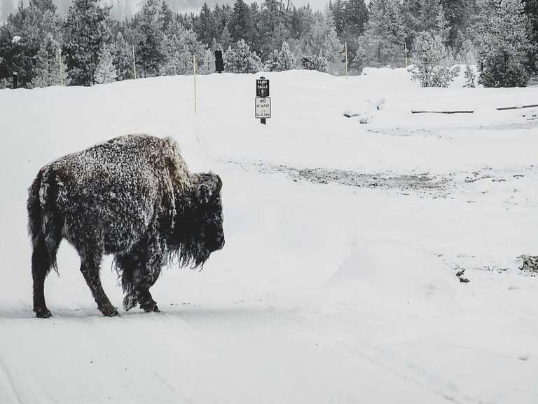 Yellowstone in Winter - 6 days 