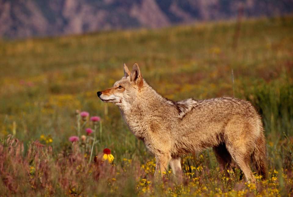 Yellowstone Walks & Wildlife - undefined - Image 19