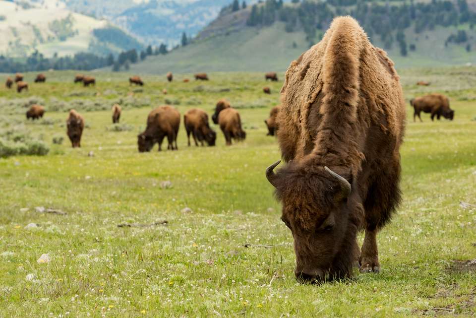 Yellowstone Walks & Wildlife - undefined - Image 14