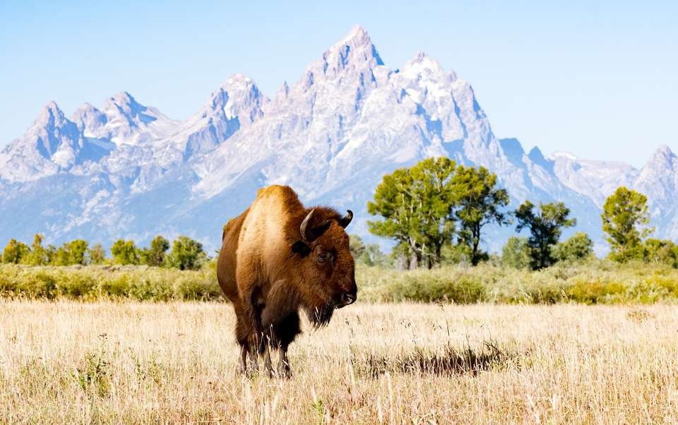 Yellowstone Walks & Wildlife - undefined - Image 10
