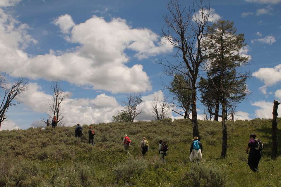 Yellowstone Walks & Wildlife - undefined - Image 5