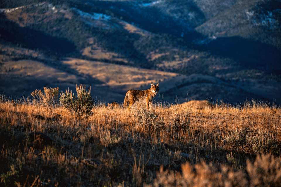 Yellowstone Walks & Wildlife - undefined - Image 3