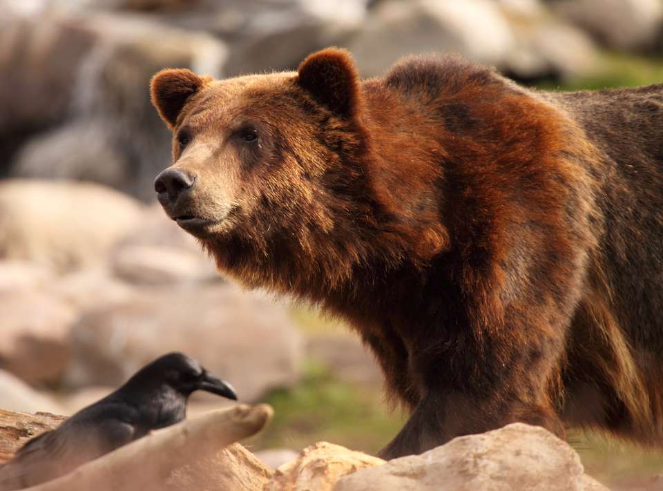 Yellowstone Walks & Wolves - undefined - Image 2