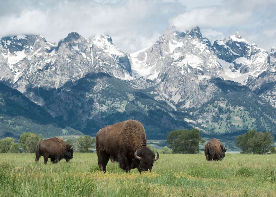 Yellowstone Walks & Wolves - undefined - Image 6