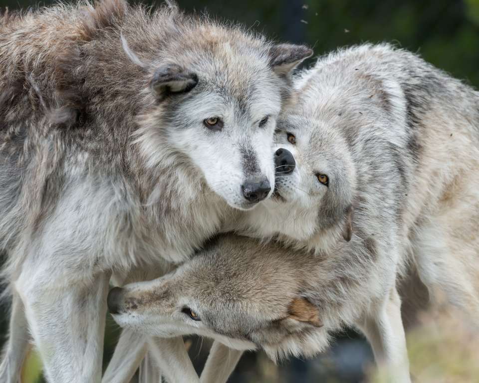 Yellowstone Walks & Wolves - undefined - Image 8