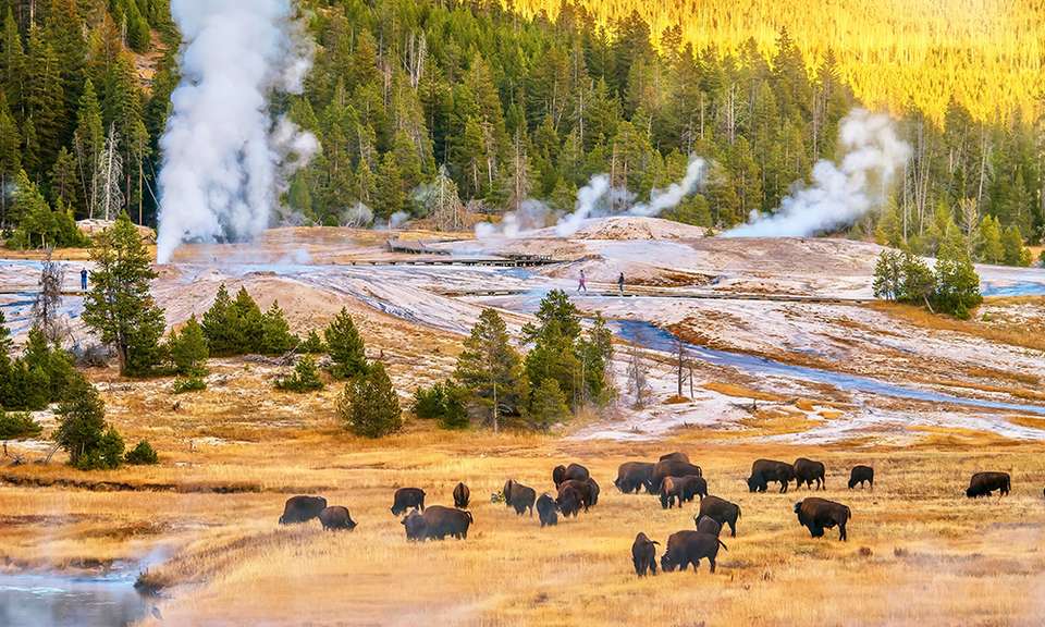 Yellowstone Walks & Wolves - undefined - Image 10