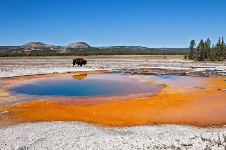 Yellowstone Wildlife Trails - Camping trip - alternative tour available