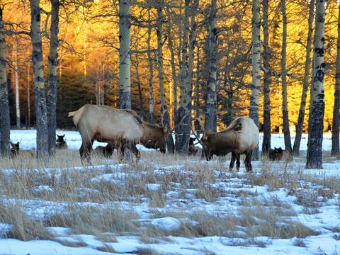 Canada Eco Tours: Yukon & Northern Lights - 4 Days