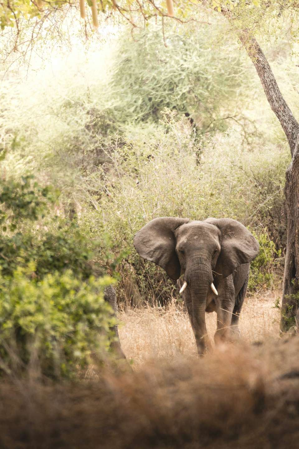 Zanzibar Big 5 Safari Premium Tour - undefined - Image 4