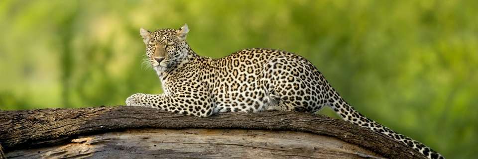 Zanzibar Big 5 Safari Premium Tour - undefined - Image 6