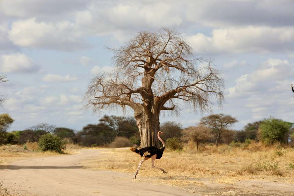 Zanzibar Big 5 Safari Premium Tour - undefined - Image 9