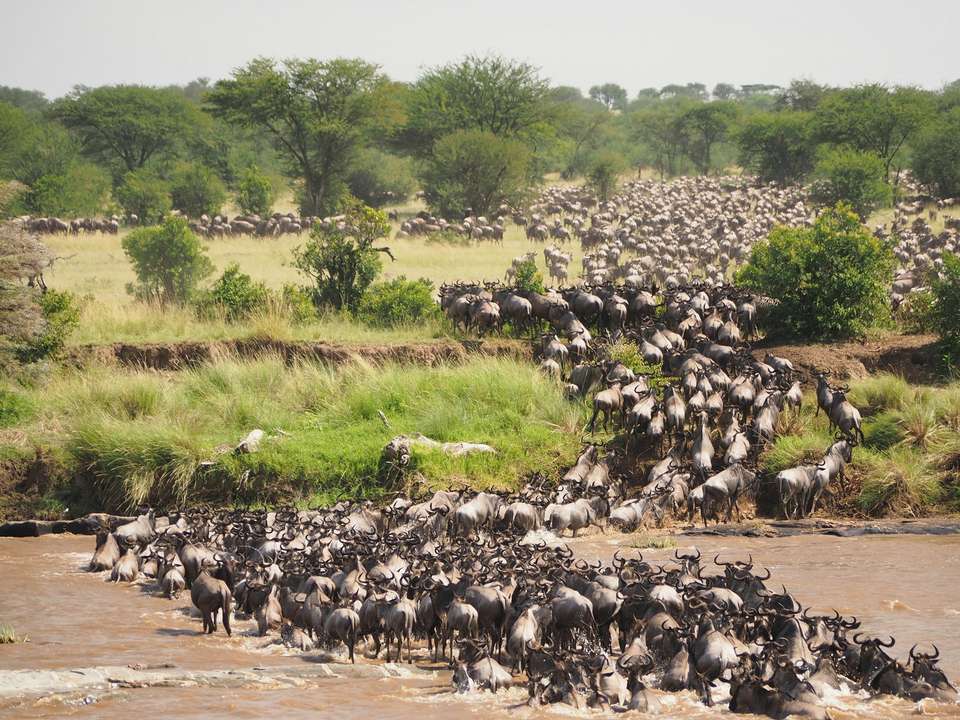 Zanzibar Safari Tour Wildebeest Migration Season - undefined - Image 4