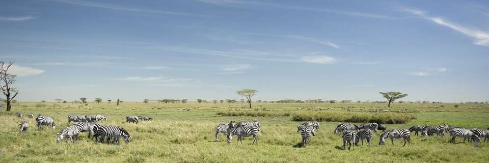 Zanzibar Safari Tour Wildebeest Migration Season - undefined - Image 5