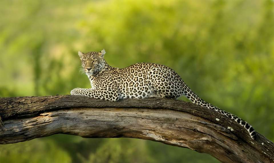 Zanzibar Safari Tour Wildebeest Migration Season - undefined - Image 6