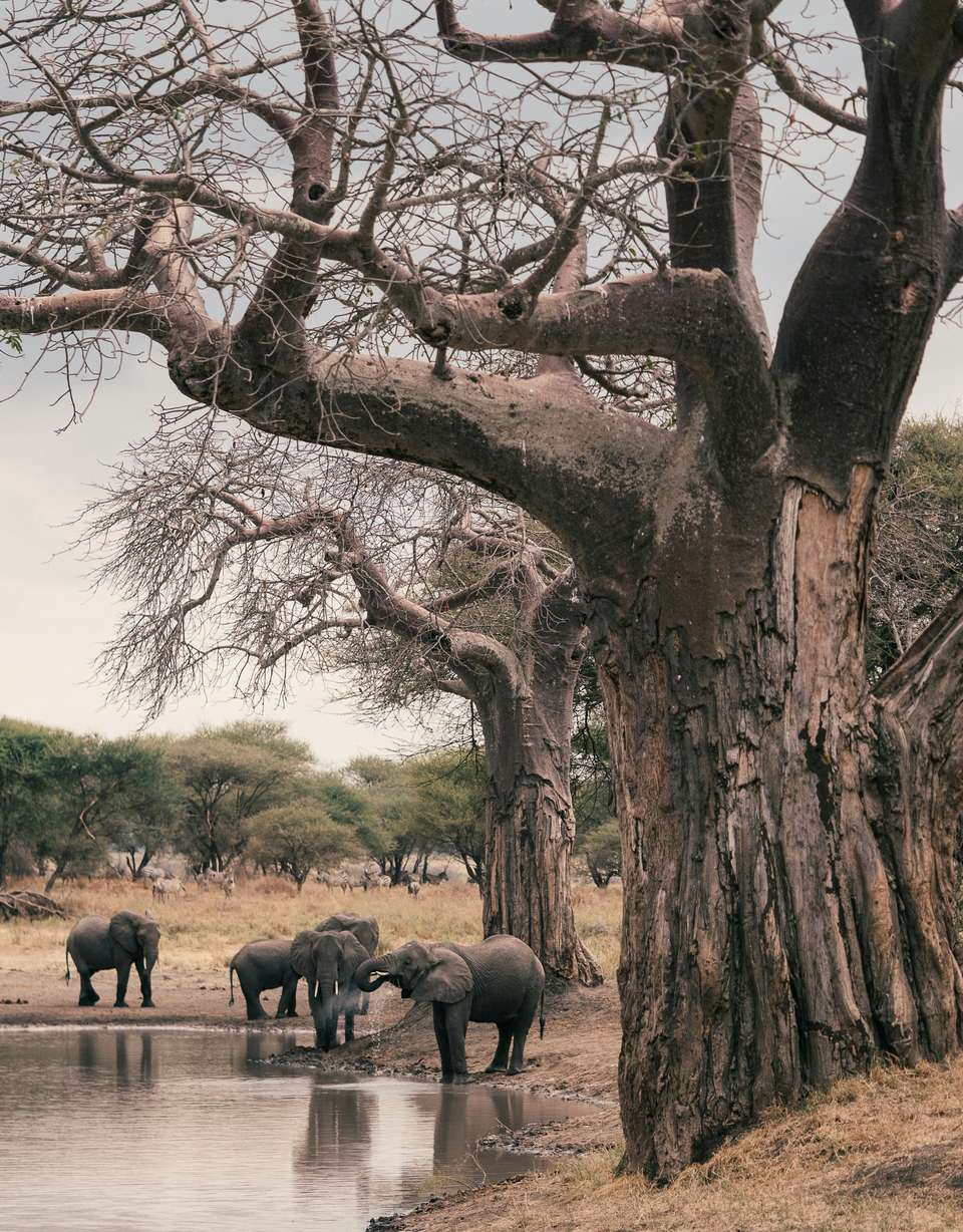 Zanzibar Safari Tour Wildebeest Migration Season - undefined - Image 9