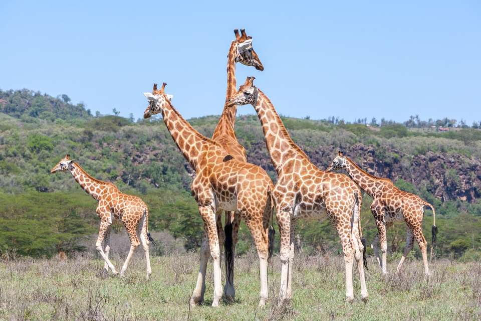 Zanzibar Safari Tour Wildebeest Migration Season - undefined - Image 10