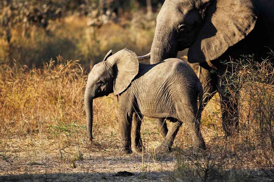 Zanzibar to Vic Falls - Intrepid Travel - Tanzania - Image 4