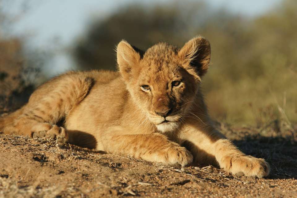 Zanzibar to Vic Falls - Intrepid Travel - Tanzania - Image 7