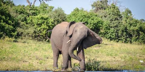 Zimbabwe And Botswana: Chobe, Hwange & The Wildlife Of Victoria Falls - June 2027