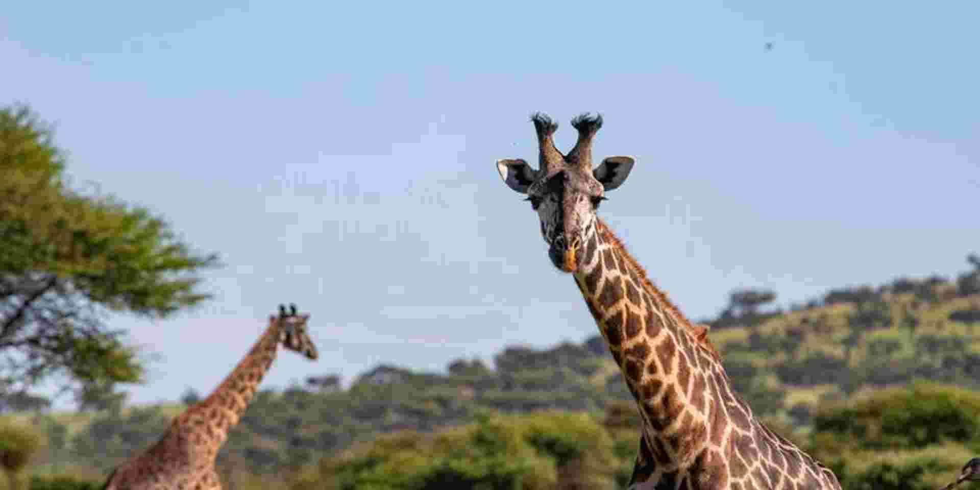 Zimbabwe to Kenya Overland Safari & Participation Camping