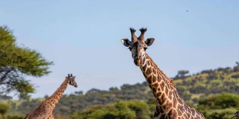 Zimbabwe to Kenya Overland Safari & Participation Camping trip - alternative tour available