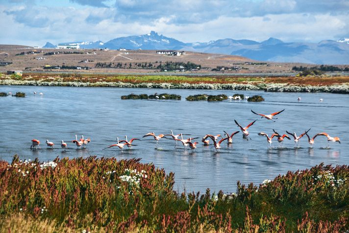 Laguna Nimez Reserve in El Calafate