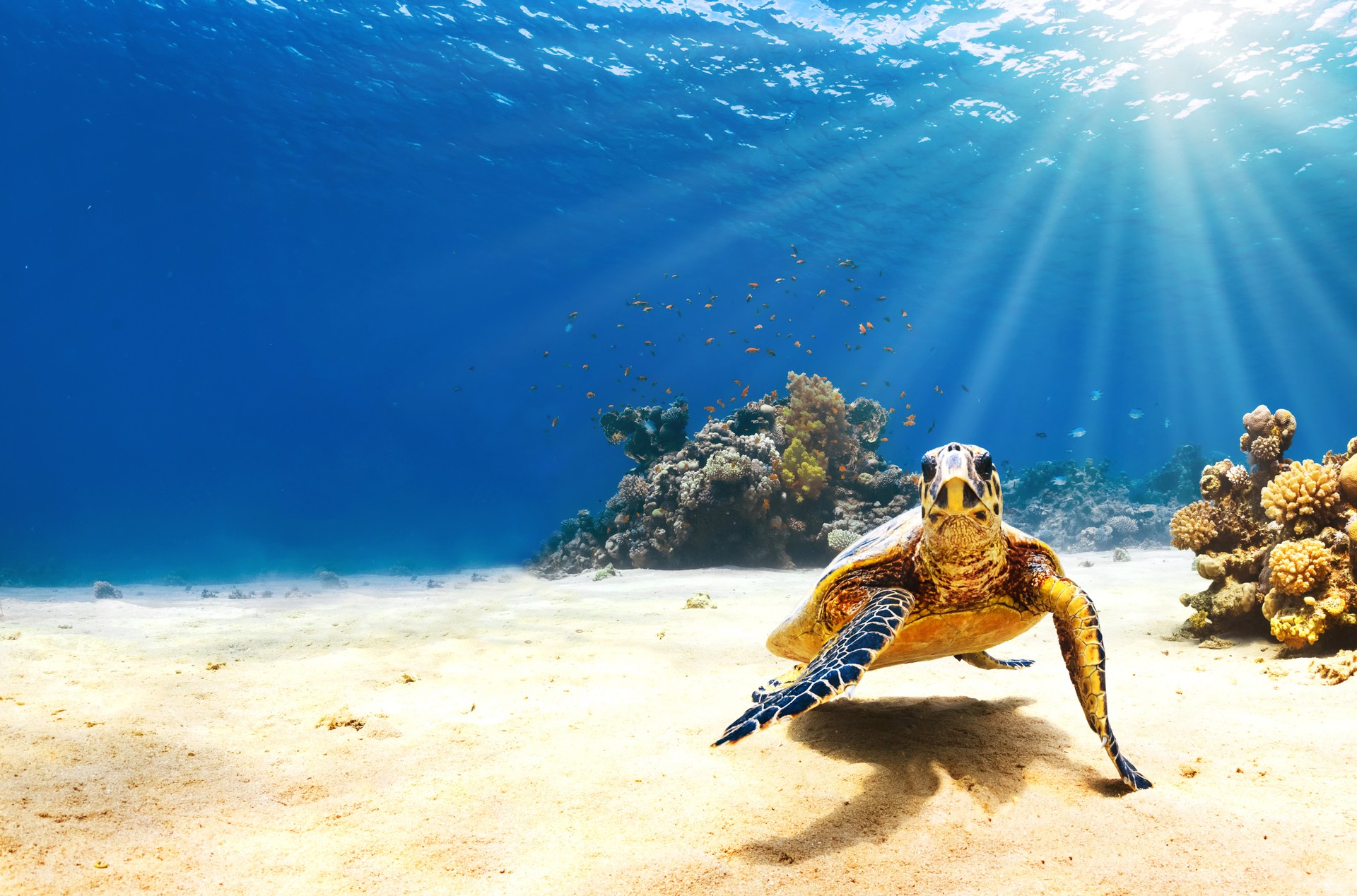 A sea turtle in the sea, a common sight on a 10-day Galapagos tour.