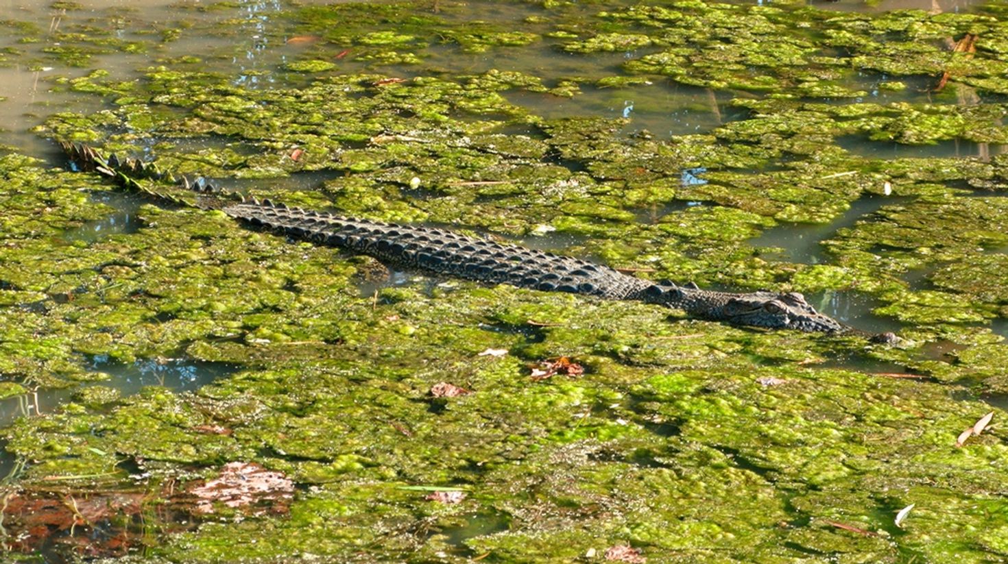 The Mary River Wetlands are a great place to spot crocs in Darwin