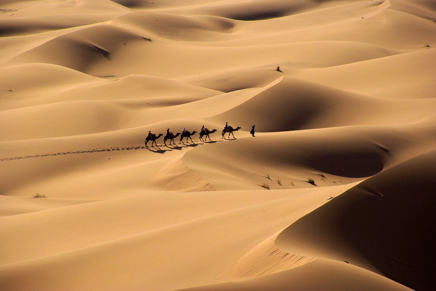 Camels walking in the Sahara Desert during the day. 