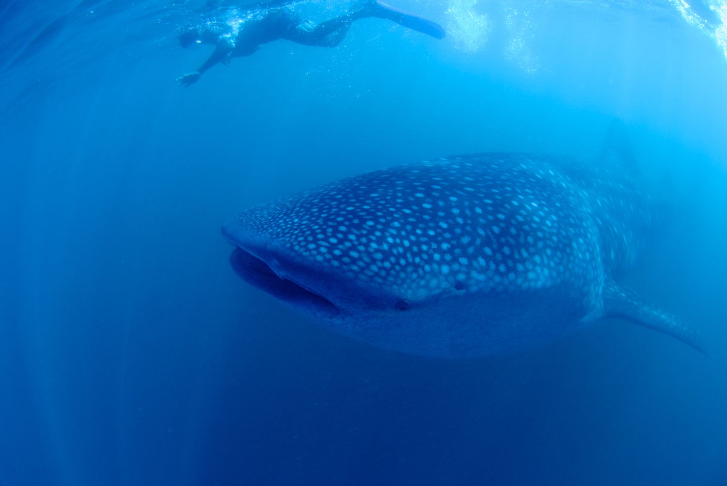 A shark next to a man snorkeling in Donsol. 