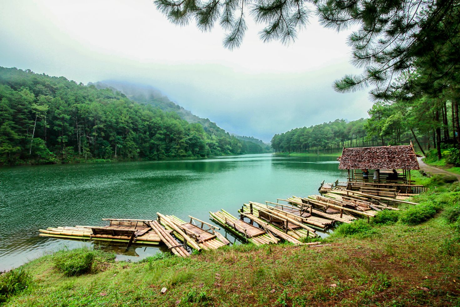 Bamboo rafts lined along the shore in a river overlooking the dense forest on a foggy day. 