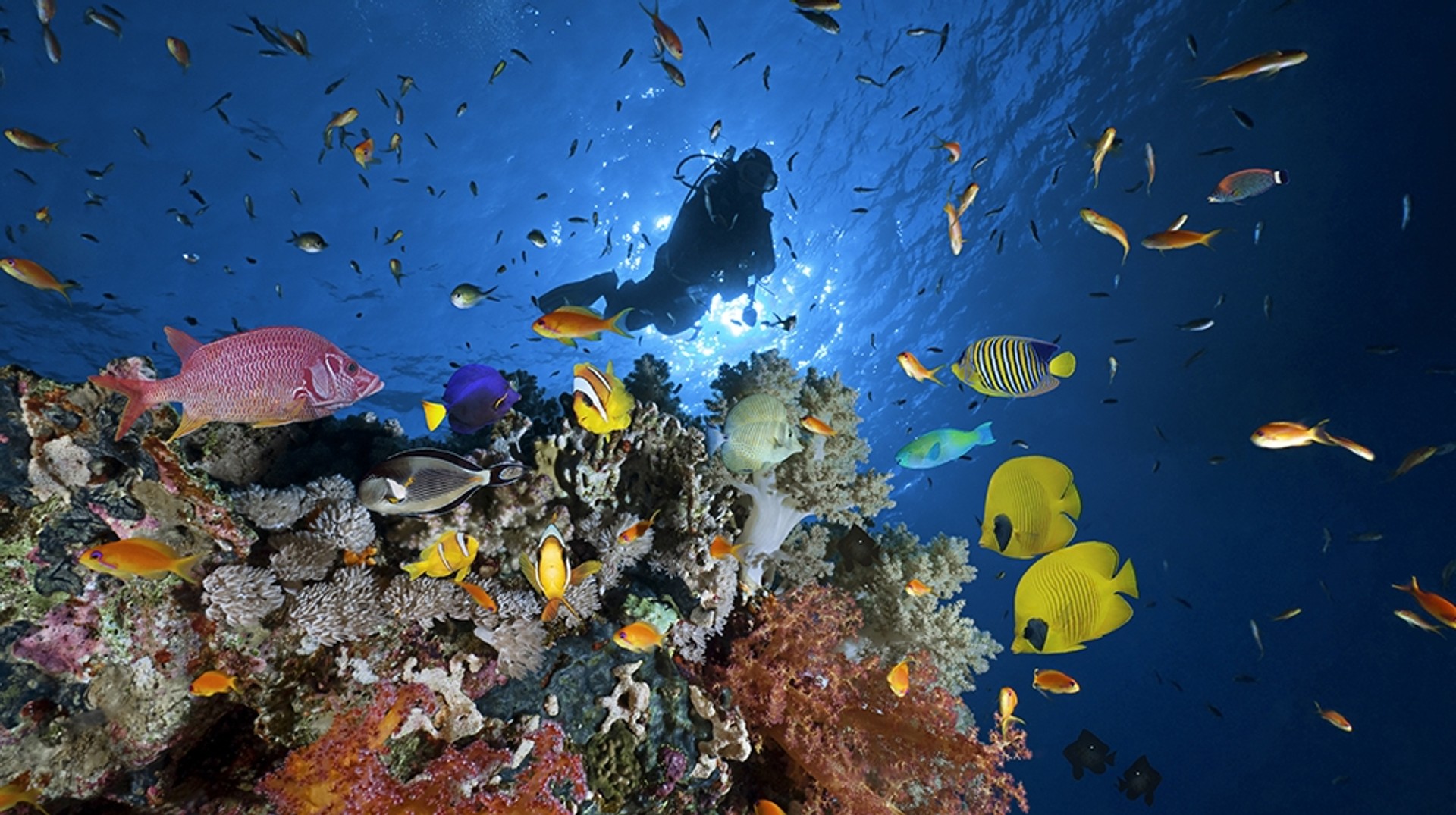 Scuba diving in Australia among the corals in the Great Barrier Reef