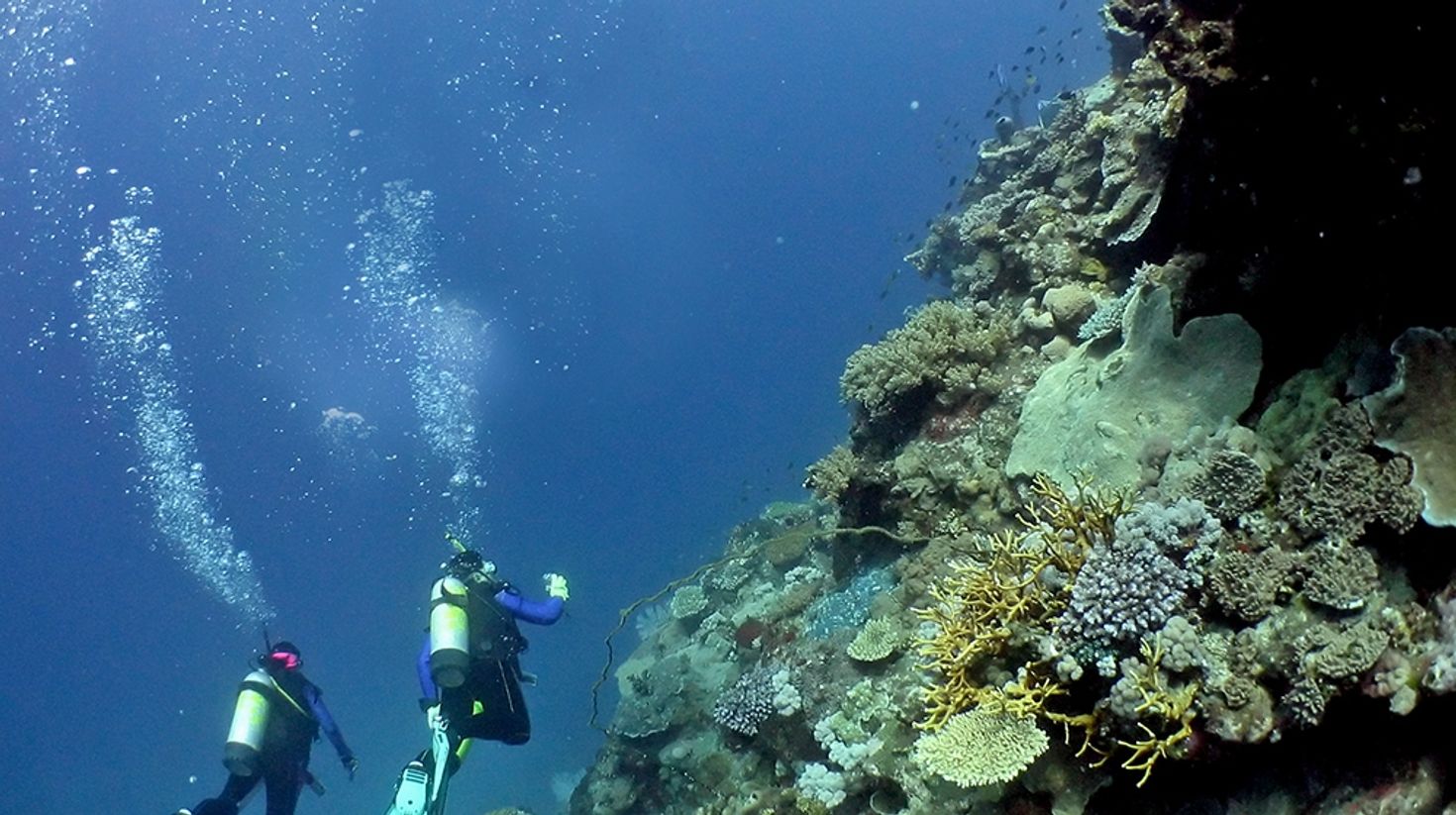 Diving in Great Barrier Reef Australia