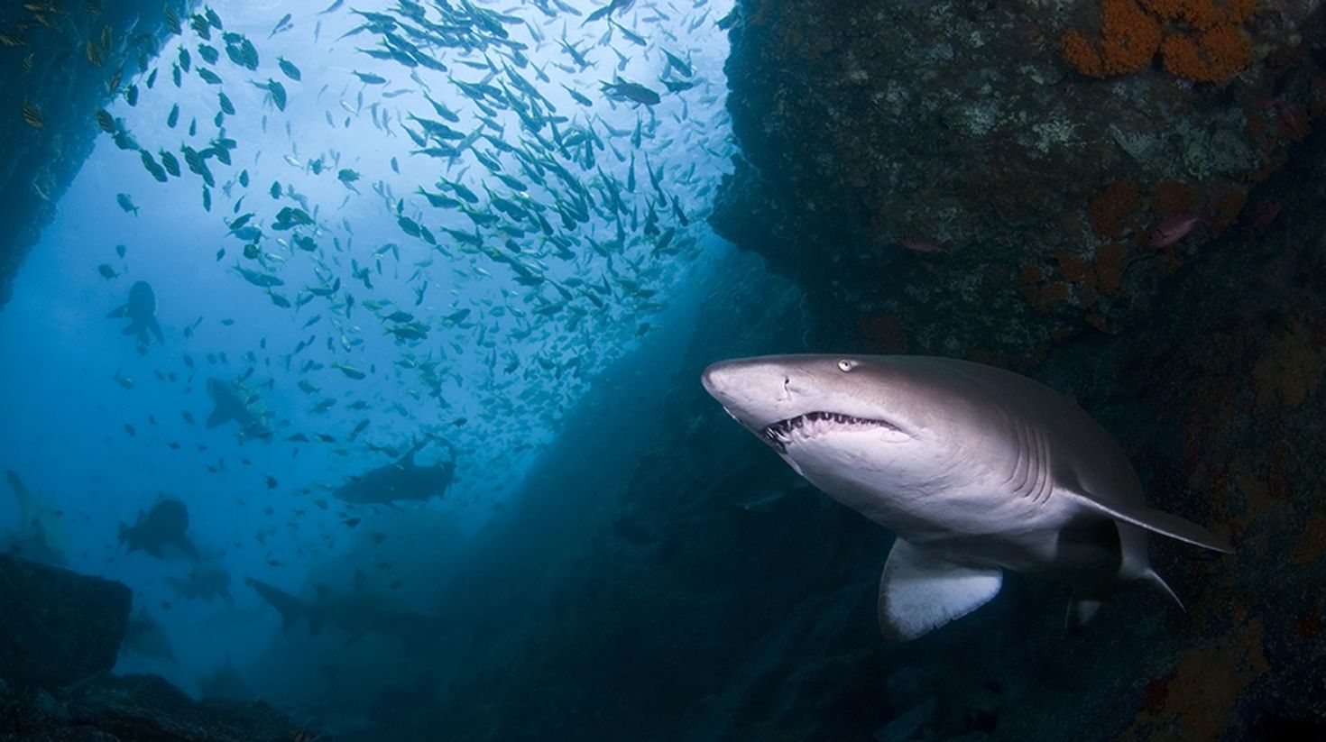 Grey Nurse shark in the waters