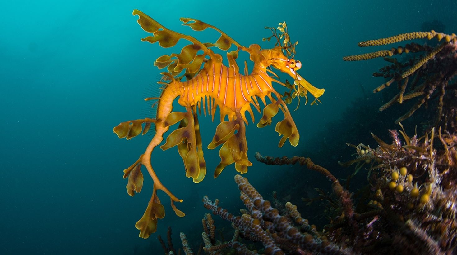 Leafy Seadragon in Portsea Pier