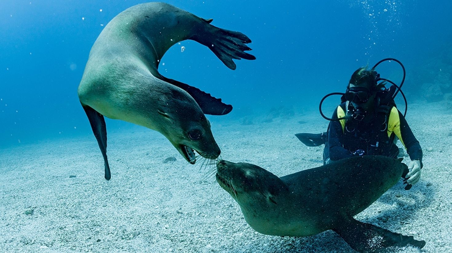 Diver interacts with Fur seals